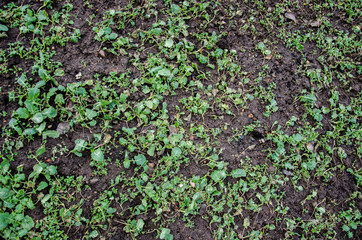 Melted Dirt  snow on a field.  background. Ground texture with branch and twig in sping.