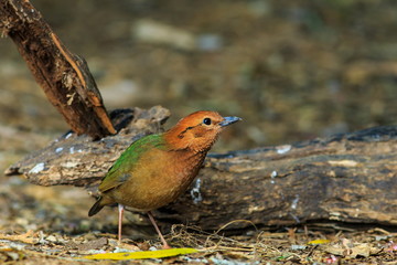 Bird,Rusty-naped Pitta-Doi Ang Khang, Chiang Mai, Thailand.