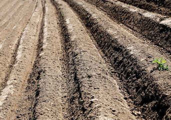 furrow plowed field in the spring day