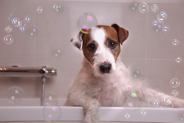 Parson Jack Russel Terrier