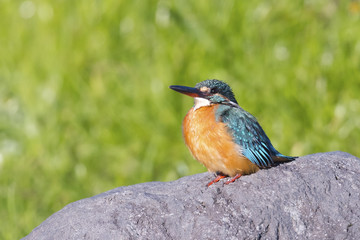 Kingfisher