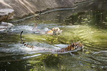 Two bengal tigers swimming