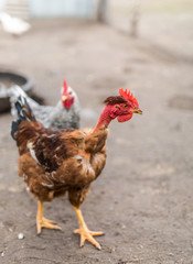 Nacked neck rooster.