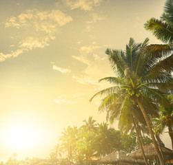 Fototapeta na wymiar Palms at sunset