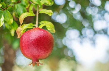 Ripe red pomegranate fruit on the tree.