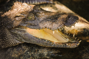 The crocodile  in Thailand close up