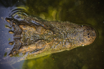 Crocodile floating in water view from the top