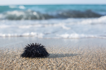 Urchin  at the coast line.