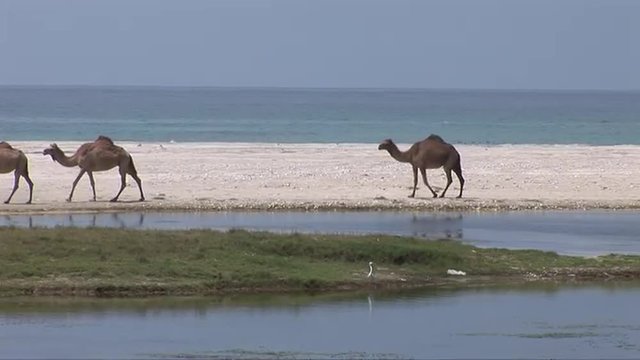 Camels walk along a deserted beach in Oman