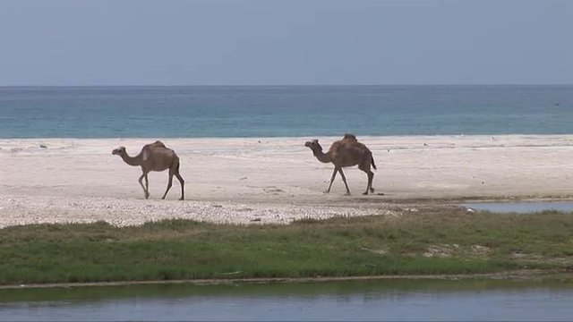 Camels walk along a deserted beach in Oman