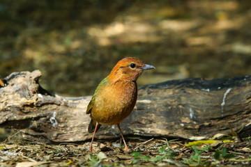 Bird,Rusty-naped Pitta-Doi Ang Khang, Chiang Mai, Thailand.