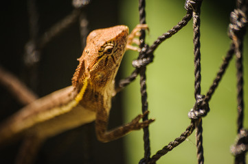 Changeable Lizard. Agamidae Calotes versicolor on net