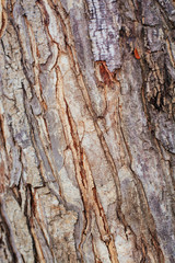 Tree bark texture