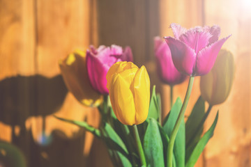 Tulips background sunny