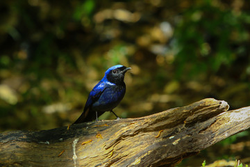 Bird,Large Niltava | Birds of Thailand: Siam Avifauna-On the DOI Inthanon, Chiang Mai Province Country Thailand