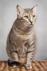 Bengal cat in light brown and cream