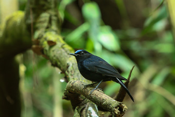 Bird,Large Niltava | Birds of Thailand: Siam Avifauna-On the DOI Inthanon, Chiang Mai Province Country Thailand