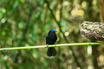 Bird,Large Niltava | Birds of Thailand: Siam Avifauna-On the DOI Inthanon, Chiang Mai Province Country Thailand