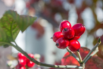 wild berry in Japanese garden