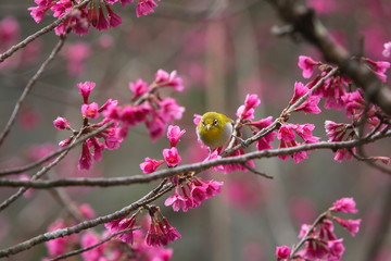 Bird,Oriental White-eye,Birds on a cherry tree,cherry tree -Doi Ang Khang, Chiang Mai, Thailand.