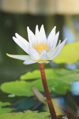水辺の白いスイレンの花