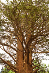 Big Tree in Inyo National Forest Park, California, USA