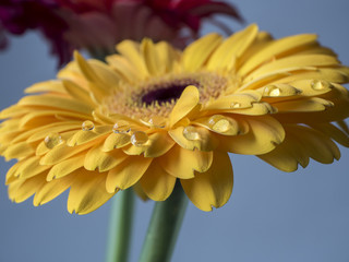 Fototapeta premium Yellow Barberton daisy,Gerbera jamesonii