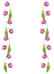 spring flowers tulips isolated on white background