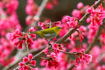 Bird,Oriental White-eye,Birds on a cherry tree,cherry tree -Doi Ang Khang, Chiang Mai, Thailand.