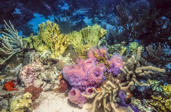 Underwater coral reef in Caribbean