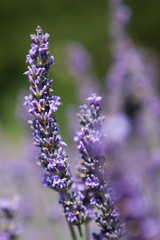 Purple lavender flowers, Close up of scented flowers in the lavander fields, Provence, France