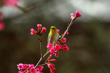 Bird,Oriental White-eye,Birds on a cherry tree,cherry tree -Doi Ang Khang, Chiang Mai, Thailand.