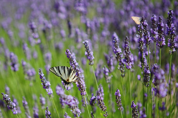 Purple lavender flowers, Sunset over a summer lavender field. , Provence, France