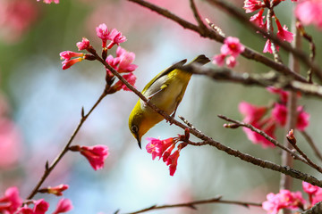 Bird,Oriental White-eye,Birds on a cherry tree,cherry tree -Doi Ang Khang, Chiang Mai, Thailand.
