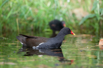 Teichhuhn mit Junges