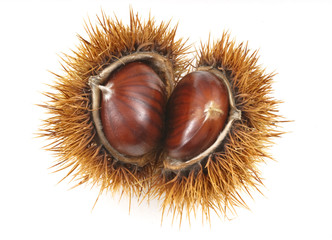 natural chestnut
