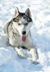 Dog breed Husky