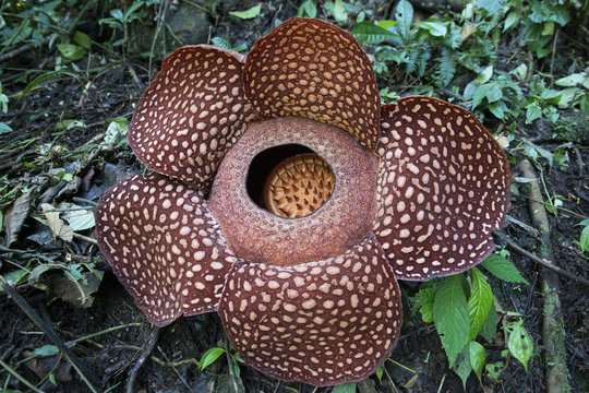 Rafflesia, la flor m&aacute;s grande del mundo en la jungla de Sumatra. Indonesia 