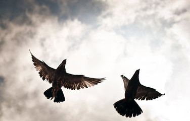 An eerie picture of a pair of pigeons seen from below with the sky and clouds beautifully in the background 