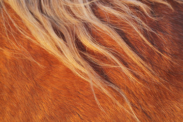 A close up of the hair and manes of a horse lit up by light with warm tones 