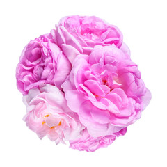 Rose pink flowers isolated