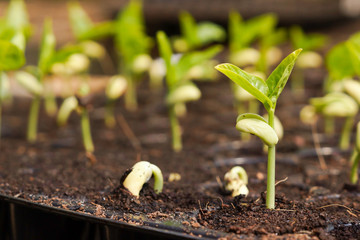 Agriculture , Baby plants seeding - Young baby bean plants seedling on over green background ,seed planting