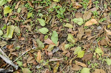 Naklejka na ściany i meble dry leaves on ground in autumn garden