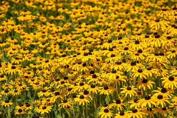 Obraz premium Yellow flowers meadow in park