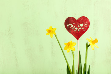 Yellow Daffodil flower and red heart