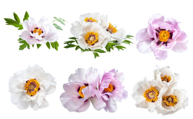 Peonies flower isolated