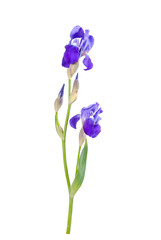 Fototapeta na wymiar Iris flower 02