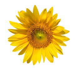 Sunflower isolated