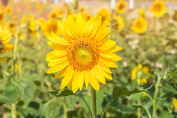 Sunflower