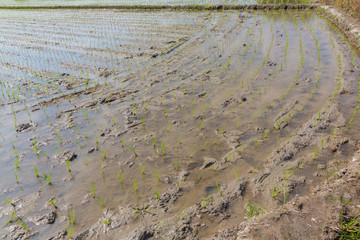 Young rice sprout in the rice field